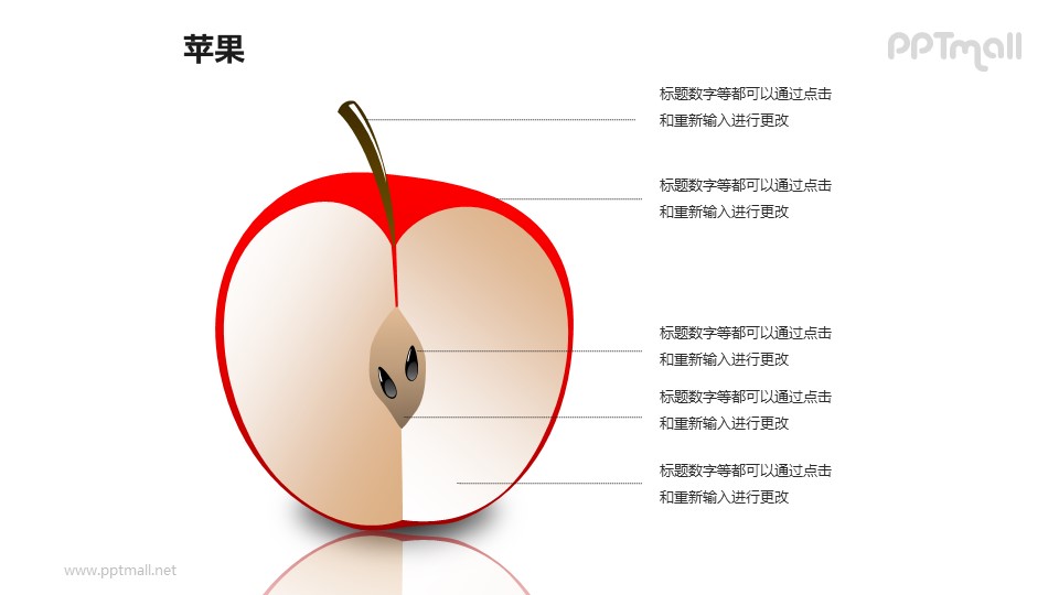 苹果——苹果的横截面结构解析PPT模板素材